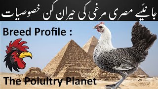 Egyptian Fayoumi Chickens Breed Profile with benefits and drawbacks of The breed in UrduHindi [upl. by Nosdrahcir]