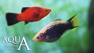 Aquascaping Lab  Platy fish Xiphophorus Maculatus technical sheet  scheda tecnica pesce [upl. by Aiyotal]