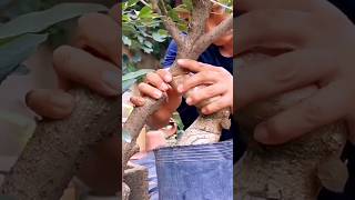 Amazing plant grafting grafting graftingtechnique graftingplants [upl. by Waite]