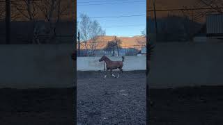 horse WhatsApp 79277214909 НЕМНОГО ИСПАЧКАЛИСЬ [upl. by Streeto724]