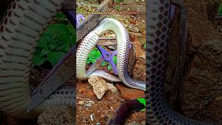 Diy snake trap with scissors snake trap hunter diy shorts [upl. by Amik521]