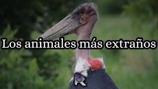 Los animales mas extraños [upl. by Kristofer936]