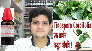 गिलोय। Tinospora Cordifolia  Homeopathic medicine tinospora  Sign and symptoms [upl. by Oswal]