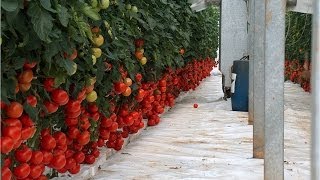 Pomodoro grappolo rosso su fibra di cocco  Esedra F1  Red cluster tomato in coco peat  Esedra F1 [upl. by Oralle]