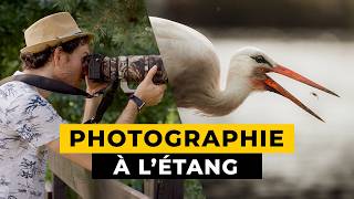 Photographie animalière au bord dun Étang [upl. by Renny]