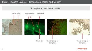 Five steps for publicationquality immunohistochemistry imaging [upl. by Granoff13]