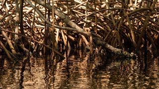 La biodiversidad del territorio Ocensa [upl. by Gustafsson255]