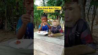 Buka Telor monyet monyetlucu monyetpintar bocil [upl. by Auqenes]