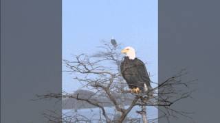 Eagles at Reelfoot Lake State Park Tennessee [upl. by Assert]