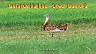 Outarde barbue  Great Bustard [upl. by Hanikahs69]