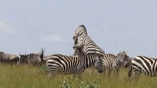 Zebras Fighting on the Mara [upl. by Loresz]