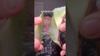 Trending Aloe Vera Self Care Day Routine aloeverachallenge [upl. by Mairim]