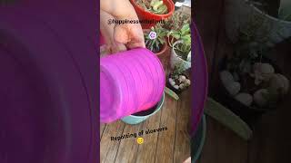 Repotting of aloevera  plant repotting update 22balconygarden repotting aloevera [upl. by Richel]