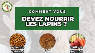 Comment vous devez nourrir les lapins [upl. by Edwine978]