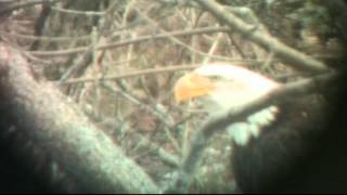 WILDLIFE IDENTIFYING BALD EAGLE IN FLIGHT [upl. by Rennane]