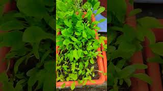 spinach kitchengarden gardenlife likeandsubscribe [upl. by Notneiuq]