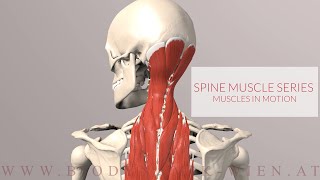 Spine Series Neck Muscles in Motion 3D Animation [upl. by Nadnarb375]