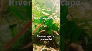 Blue eye spotted rainbowfish  Pseudomugil Gertrudae fish nanoplantedtank aquascape river plant [upl. by Leach]