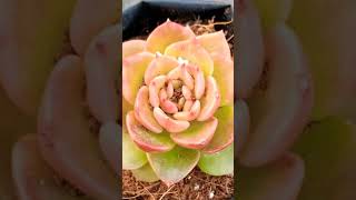 Different Types Of Cactus plant  15 Varieties short video [upl. by Araihc56]