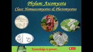 Phylum Ascomycota Part5 Class Hemiascomycetes and Plectomycetes [upl. by Ahseetal446]