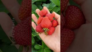 How To Grow Strawberries From Seed 🌱🍓 plants farming shorts [upl. by Eceinej]