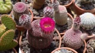 Echinocereus rigidissimus ssp rubispinus L088 Time Lapse [upl. by Ael800]