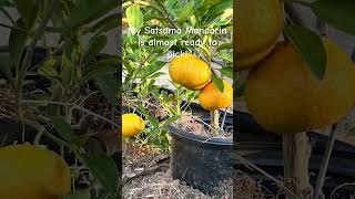 Satsuma Mandarin ripening gardening garden fruits citrus orange [upl. by Airdnekal]