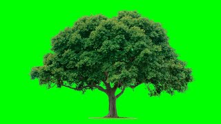 Green screen effect tree best [upl. by Amity]