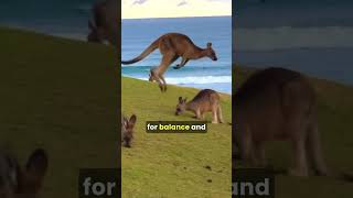 A kangaroo hopping across the Australian outback shorts kangaroo facts [upl. by Atiuqrahs]