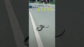 Nache nagin gali gali🐍short videolatest videoviral video snake video comedy videofunny video [upl. by Yeliab]