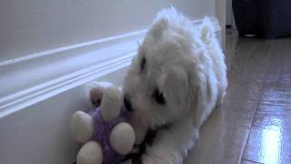 Bichon Frise Puppy Playing First Week HomePlaying with his Dog Brother [upl. by Torrey]