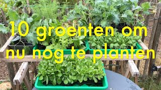 Inis moestuin 202 Begin september 10 heerlijke herfst en wintergroenten die je nog kunt planten [upl. by Lehsreh]