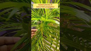 Most easiest way to propagate Areca palm🙏subscribe🙏 viral shorts youtubeshorts shortsfeed [upl. by Namara]