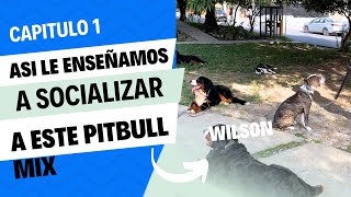 Capitulo 1 quotASI LE ENSEÑAMOS A SOCIALIZAR A ESTE PITBULL MIXquot  WILSON [upl. by Kym]