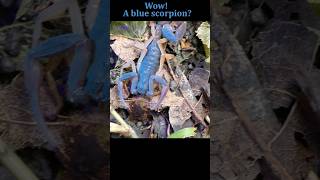 Wow A blue scorpion scorpion venomous venomousanimals arachnid dangerous [upl. by Eulalia528]