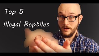 The Top 5 Most Illegal Reptiles In The World  Part 1 [upl. by Egide]