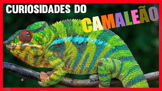 Curiosidades do camaleão [upl. by Ginger285]