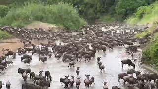 Great Migration River Crossing  Serengeti National Park  Tanzania [upl. by Marchese]