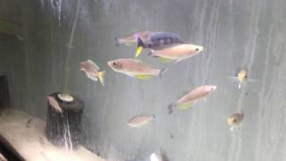 Cyprichromis speckleback Tembwe WILD [upl. by Adiela]