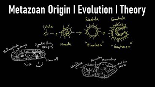 Metazoan Origin I TheoryI Evolution I Metazoa Definition Biology I Metazoan Animals I Metazoan Phyla [upl. by Treboh]