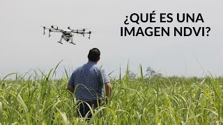 ¿Qué es una imagen NDVI [upl. by Rudolf]