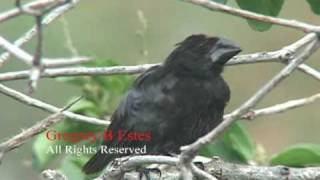 Darwins finches in the Galapagos Islands [upl. by Donald520]