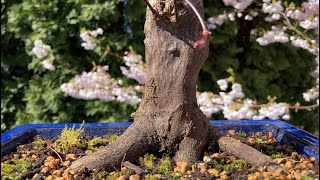 Bloodgood Japanese Maple Root Pruning [upl. by Mikiso]