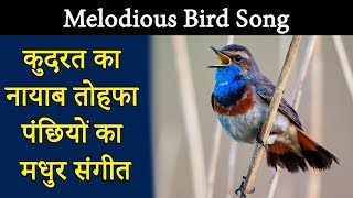 Melodious Bird Song  कुदरत का नायाब तोहफा पंछियों का मधुर संगीत [upl. by Eleanore]