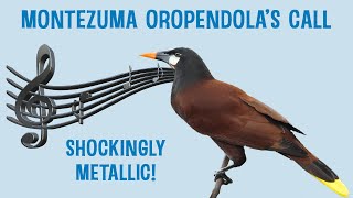 The Montezuma Oropendolas Call  Shockingly Metallic [upl. by Daile]