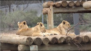 Little lion cubs make big debut at South Australia park [upl. by Wixted]