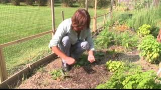 2 the Garden Planting Garlic [upl. by Grega366]