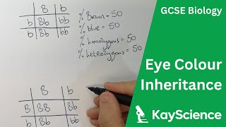 How is Eye Colour Inherited Bb  GCSE Biology 91  kaysciencecom [upl. by Barrus]