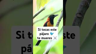 🐦 Si tocas este pájaro 🐦 te muerÊs 😱 [upl. by Calan]