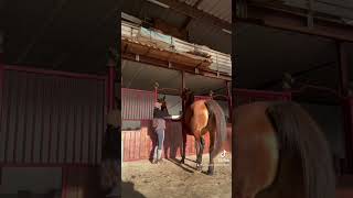 C’est pas grand chose… cheval chevaux equestrian equitation vlog [upl. by Nolaf]